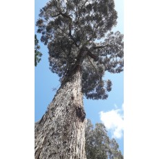Eucalyptus macarthurii Eucalyptus macarthurii